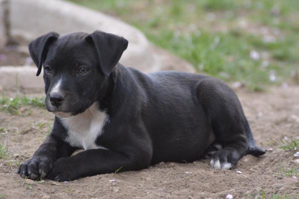 /Images/uploads/Humane Society of Utah/HSUCalendar/entries/1154thumb.jpg